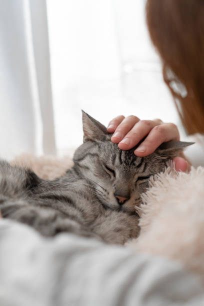 istock Person petting a cute cat 2194305854