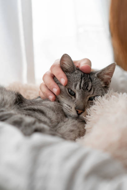 istock Person petting a cute cat 2194305870