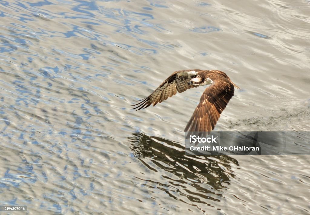 Hawk Hunts Fish River Hawk Grabbing A Fish Stock Photo - Download Image Now - Animal ...