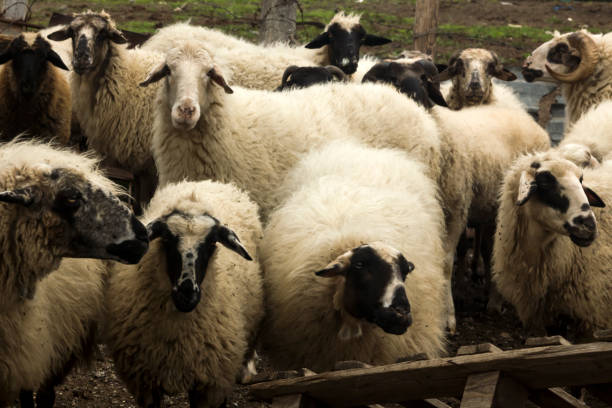 istock Domestic Aries and Sheeps waitingin fence 2194307155