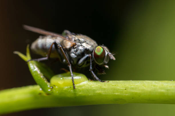 Close up of Housefly on a leaf