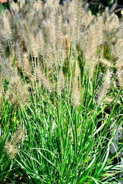 istock Ornamental grass with fluffy seed heads in sunlight. 2194311743