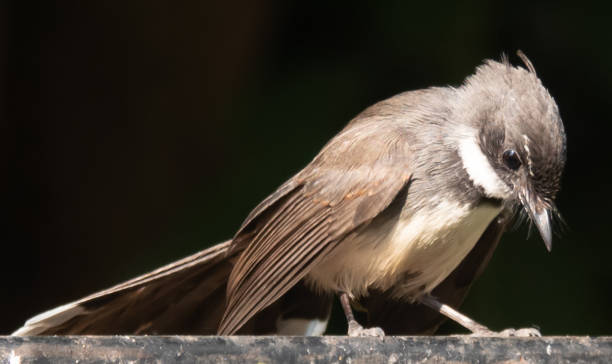 istock Malaisian pied fantail 2194313493