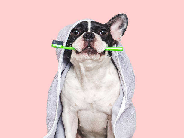 istock Cute puppy, towel and toothbrush. Studio shot 2194314325
