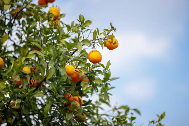 Fresh and ripe oranges on orange tree, fresh fruits on branch