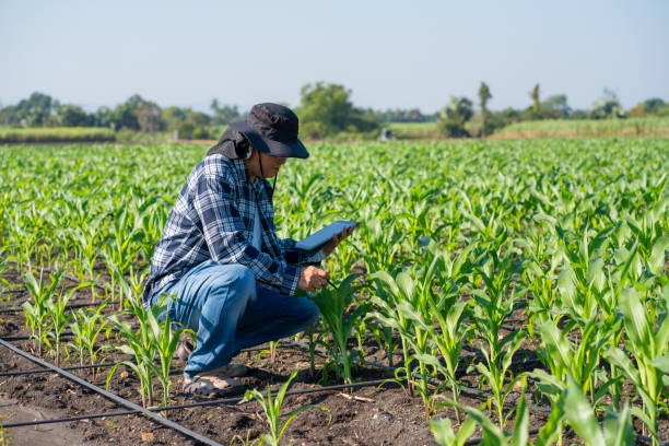 istock Agronomist Using Technology in Agricultural Corn Field. 2194316750