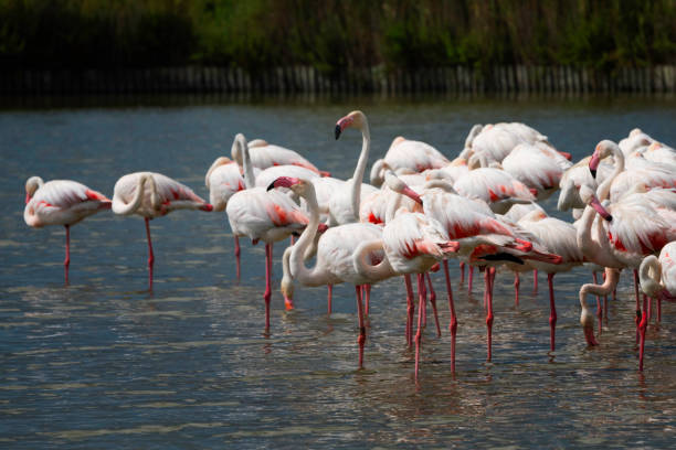 istock Flamingo is a head above others, Camargue 2194319318