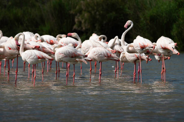 istock Flamingo is a head above others, Camargue 2194319320