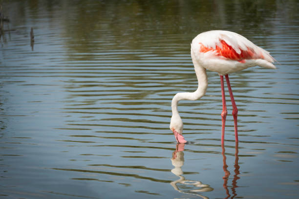 Single Flamingo wading in water for dinner, Parc Ornithologique de Pont de Gau, Camargue, France, Europe