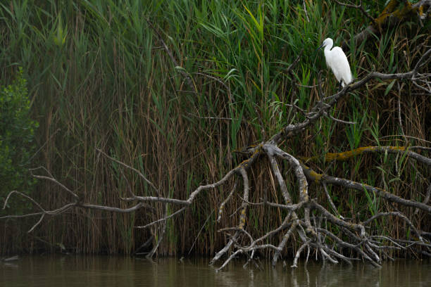 White Ibis bird, sitting on a branch at the marshy wetland pond,  Camargue, France, Europe