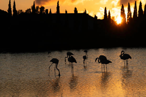 Flamingo wading in water during an orange sunset, Parc Ornithologique de Pont de Gau, Camargue, France, Europe
