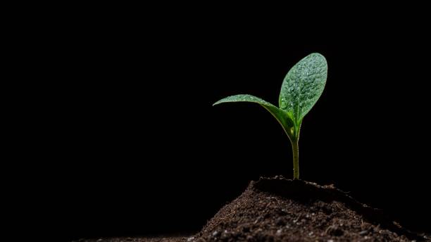 istock Zucchini sprout in dew drops on a black background. 2194320019