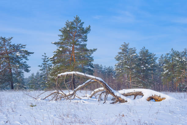 istock winter pine tree forest in snow  at  bright day 2194320074
