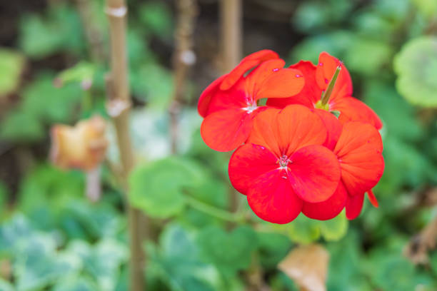 A geranium with red petals that I found in the flower bed. Warm sunlight - geranium, pelargonium