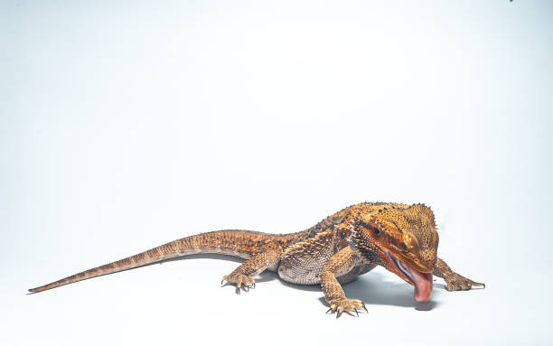 istock Bearded Dragon Lizard Licking Ground on White Background 2194321795