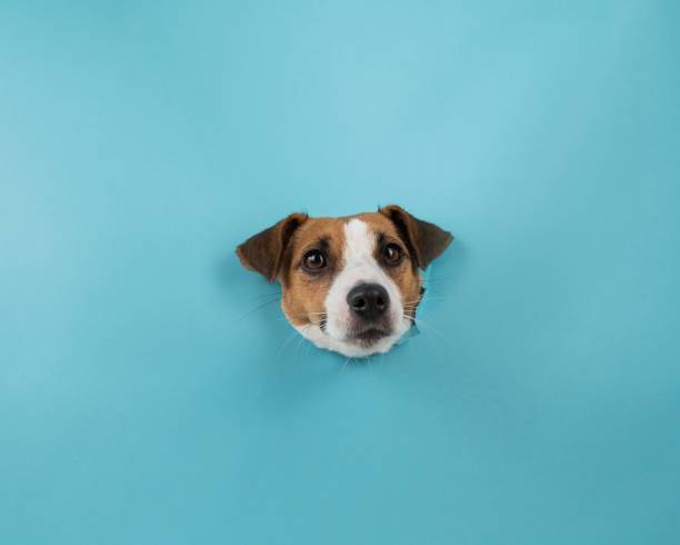istock Funny dog muzzle from a hole in a paper blue background. 2194322237