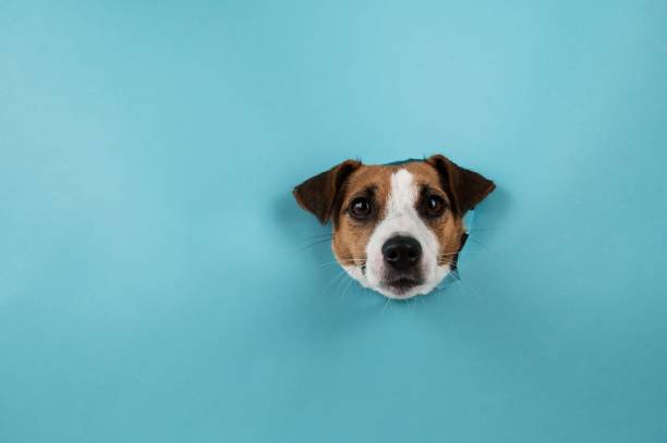 istock Funny dog muzzle from a hole in a paper blue background. Copy space. 2194322663