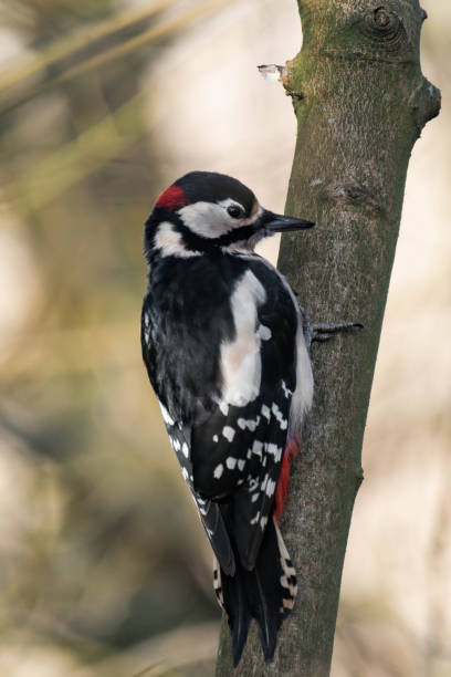 istock Male great spotted woodpecker (Dendrocopos major) 2194323767