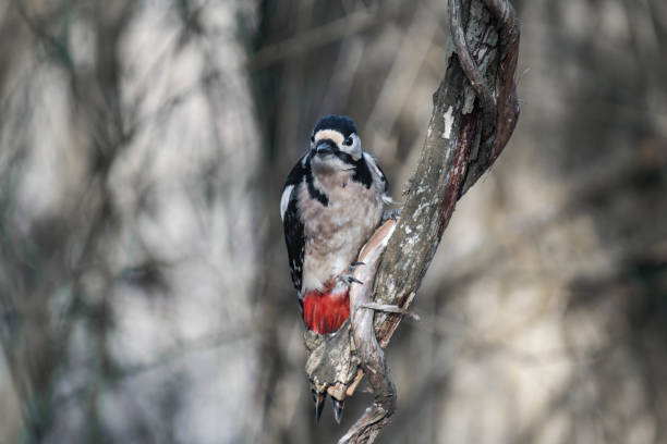 Male great spotted woodpecker (Dendrocopos major)