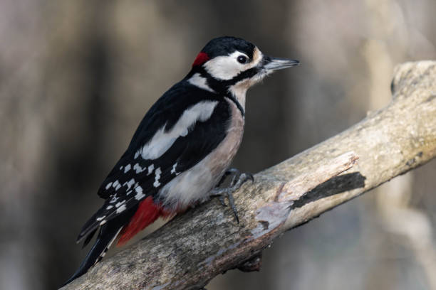 istock Male great spotted woodpecker (Dendrocopos major) 2194324089