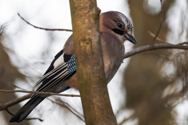 istock Eurasian jay (Garrulus glandarius) sitting on a tree branch 2194324093