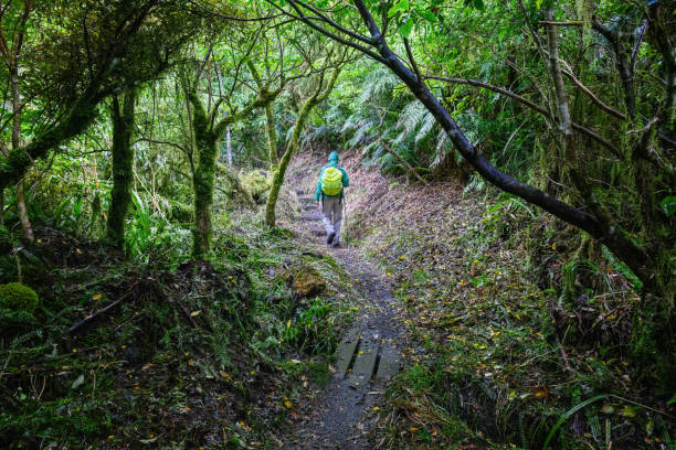 istock Man hiking in the moss-covered forest at Dawson Falls track. Taranaki. 2194324192