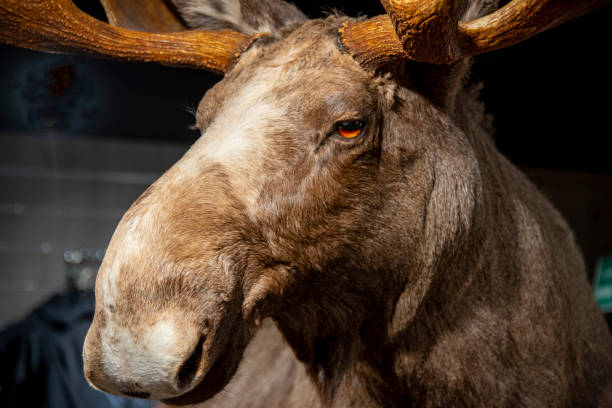 Taxidermy Moose Head - Norway