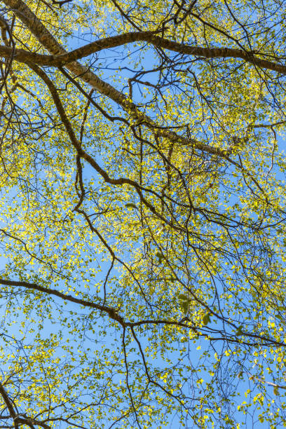 Newly opened leaves on a tree against a blue sky