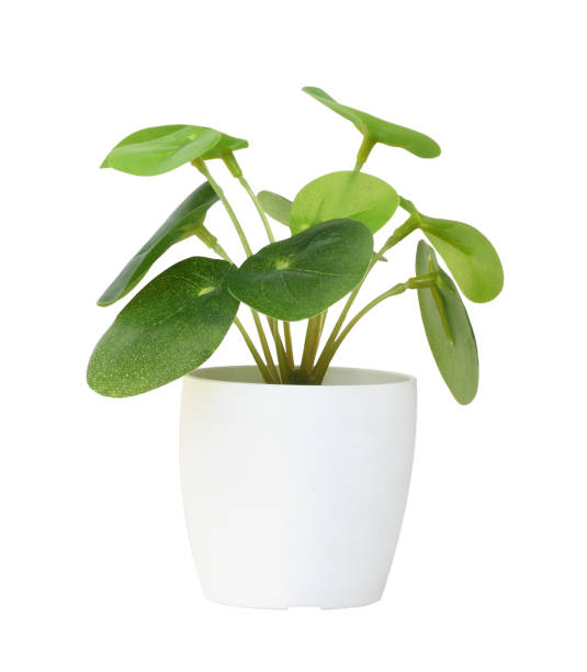 Green and white artificial plant with small leaves in a plastic pot isolated on white background. Interior decorating.