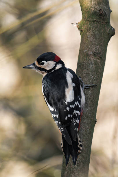istock Male great spotted woodpecker (Dendrocopos major) 2194329409