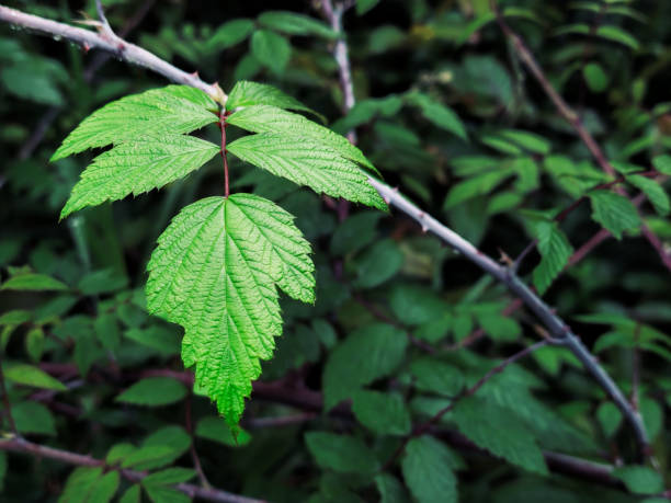 istock Green summer background of raspberry leaves. 2194331486