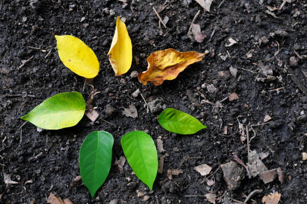 istock Ageing stages and life cycle process concept. Leaves arranged from young to old or fresh to dried. 2194332005