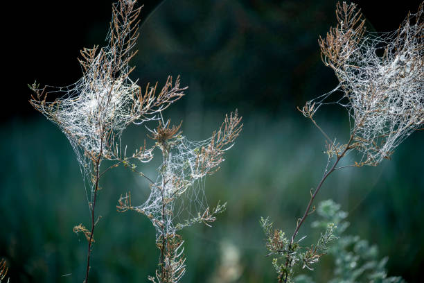 Dry plants in white fluffy webs on a dark natural background
