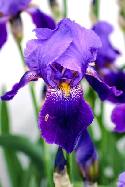 Beautiful blue and purple iris flower at spring and summertime