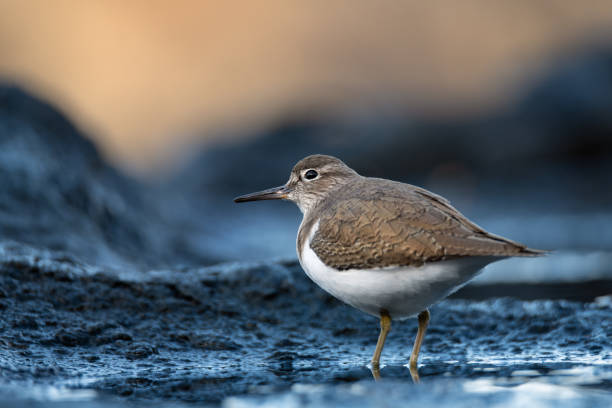 istock Close-up of a sandpiper bird perched on a rocky shore 2194336220