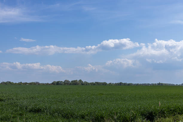 istock Green wheat field growing under scenic cloudy sky in spring season 2194337547