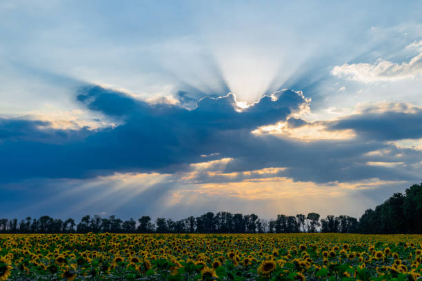 Beautiful sunset over a sunflower field with sun rays shining through clouds, creating a dramatic and peaceful scene