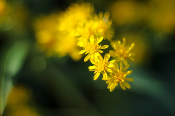 istock Solidago virgaurea - yellow melliferous flower. macro. Selective focus, blur 2194337583