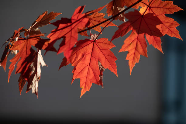 Japanese Maple in Swedish summer