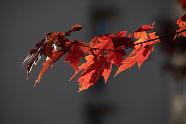 Red maple leaves in autumn