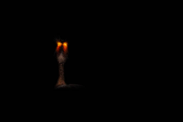A gray mouse with big eyes in close-up. A wild animal has entered the house. Illustration of thermal image