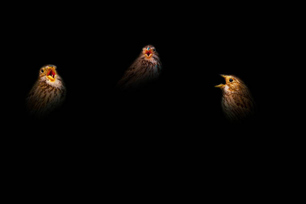istock Wildlife in the dark. Black background. 2194339909