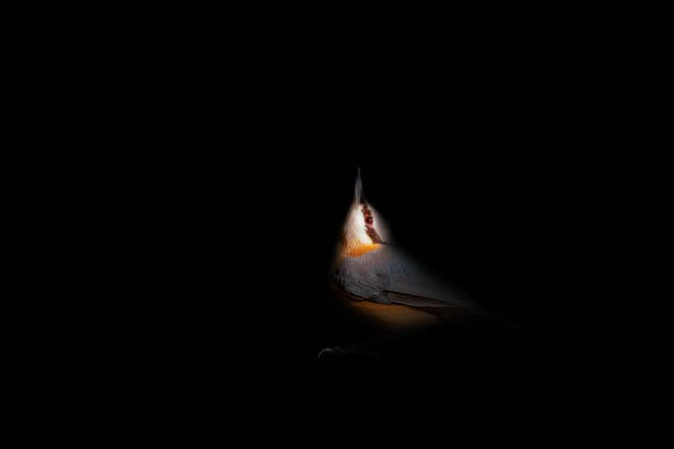 Bird photography.