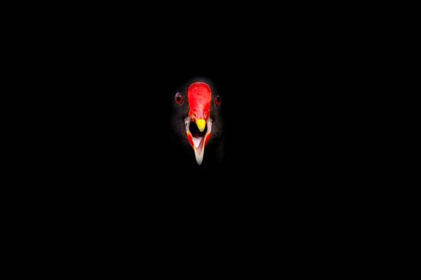 Bird photography.