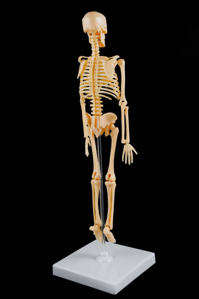 istock Detailed Human Skeleton Model from the Back on Black Background 2194341138