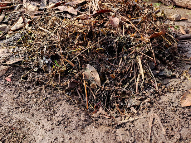 istock compost pile made from dried leaves, twigs, and other organic matter, undergoing decomposition to create nutrient rich soil. Perfect for sustainable gardening, environmental awareness, and zero waste 2194341454