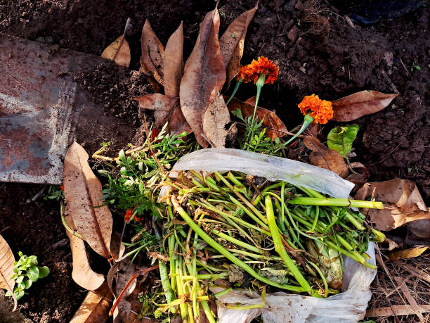 istock discarded food scraps and a plastic bag on a compost pile, highlighting the contrast between organic waste and non biodegradable materials. Perfect for environmental awareness campaigns 2194341647