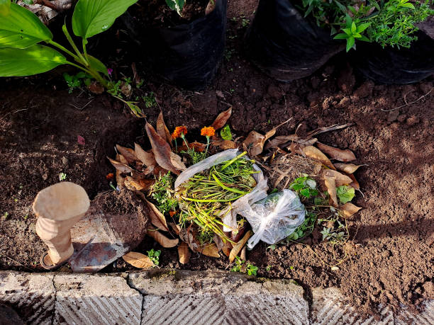 istock discarded food scraps and a plastic bag on a compost pile, highlighting the contrast between organic waste and non biodegradable materials. Perfect for environmental awareness campaigns 2194341665