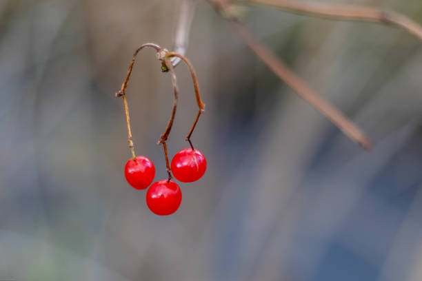 A close-up shot of three ripe red berries clustered together on a branch. The berries are bright and glossy, set against a muted background that draws attention to their color and form.