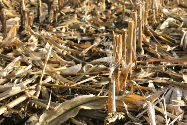 Full frame view of rows of corn trunk plants drying in an agricultural field after harvest. Autumn time, Galicia, Spain.